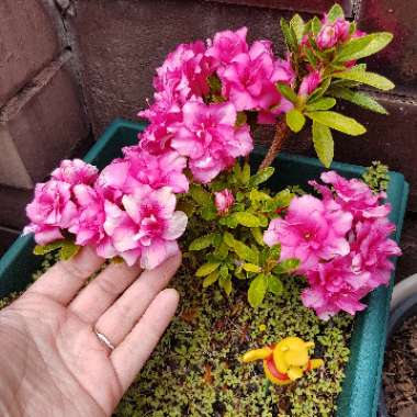 Rhododendron  (Azalea Varieties)