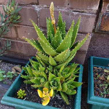 Aloe nobilis