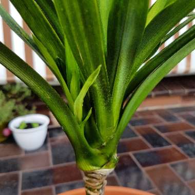 Pandanus amaryllifolius