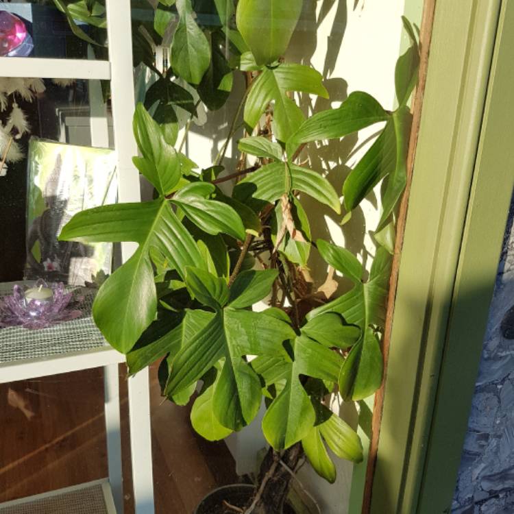 Plant image Philodendron pedatum syn. P. quercifolium