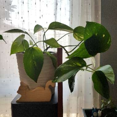 Epipremnum aureum  syn. Epipremnum pinnatum 'Aureum', Scindapsus aureus, Pothos aureus, Rhaphidophora aurea