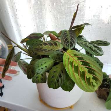 Maranta Leuconeura