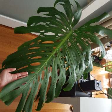 Monstera deliciosa