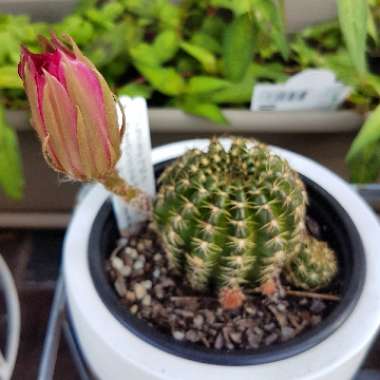 Echinopsis arachnacantha syn. Lobivia arachnacantha, Echinopsis ancistrophora subsp. arachnacantha