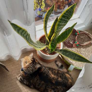 Sansevieria trifasciata