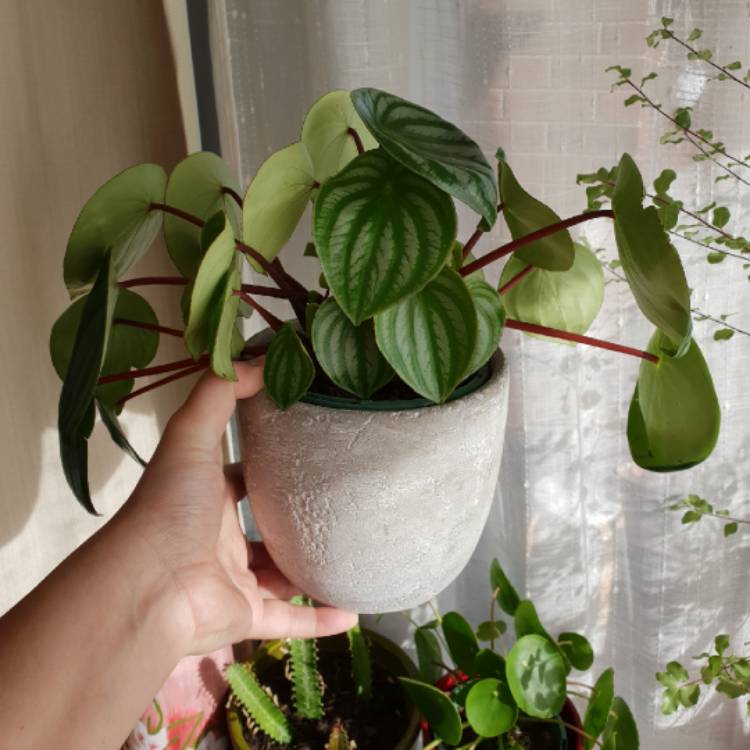 Plant image Peperomia sandersii