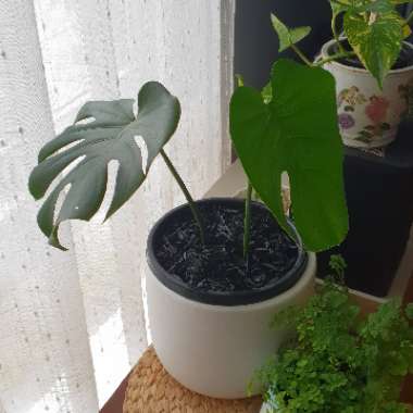 Monstera deliciosa