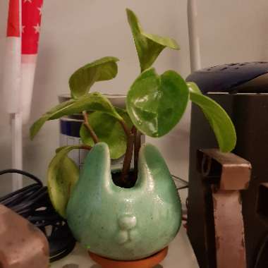 Peperomia Tetraphylla