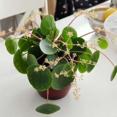 Pilea peperomioides