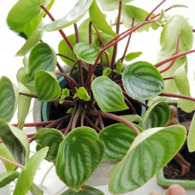 Peperomia sandersii