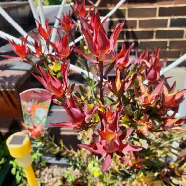 Leucadendron 'Red Gem'