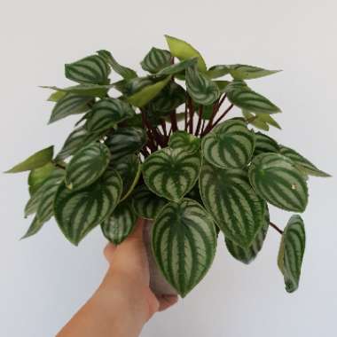 Watermelon Peperomia