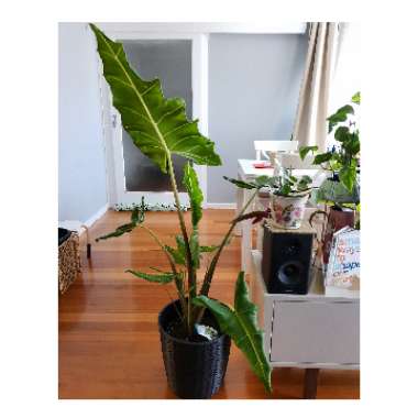 Elephant Ear (Alocasia)