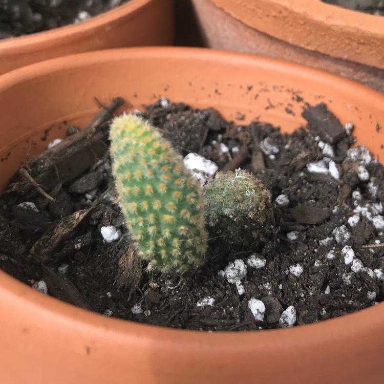 Plant image Opuntia microdasys rufida