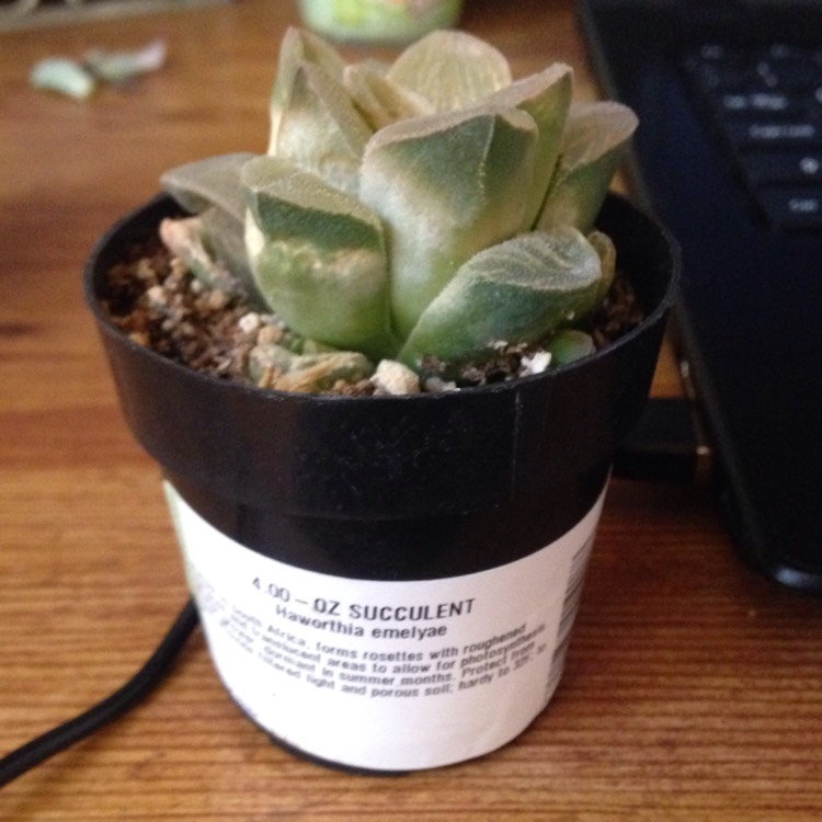 Plant image Haworthia emelyae var. major