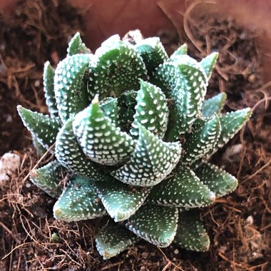 Reinwardt Haworthia