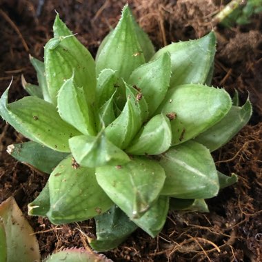 Haworthia 'Cathedral Window'