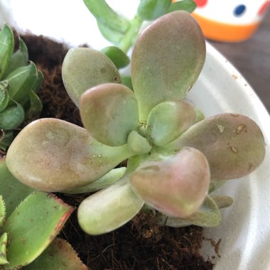 Graptopetalum 'Murasaki'