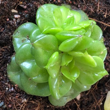 Sedeveria 'Rolly'