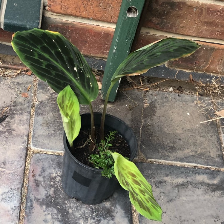 Plant image Calathea warscewiczii