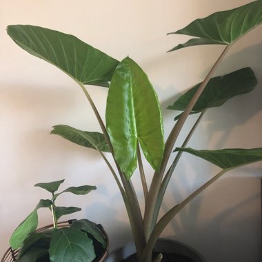 Elephant Ear (Alocasia)