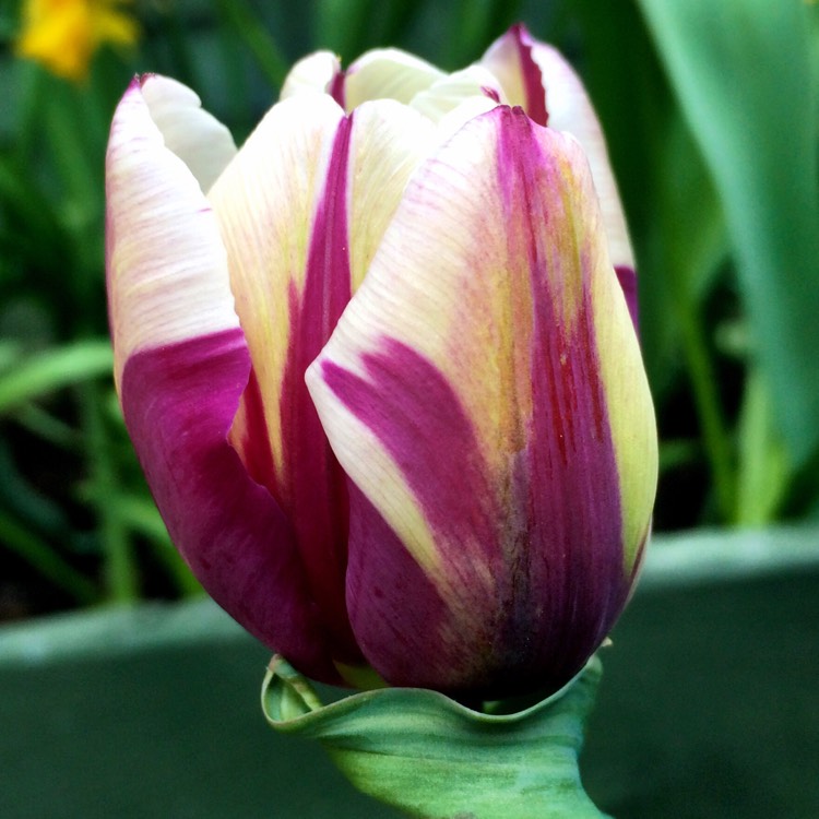 Plant image Tulipa 'Rems Favourite'