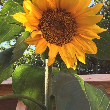 Sunflower 'Giant Single'