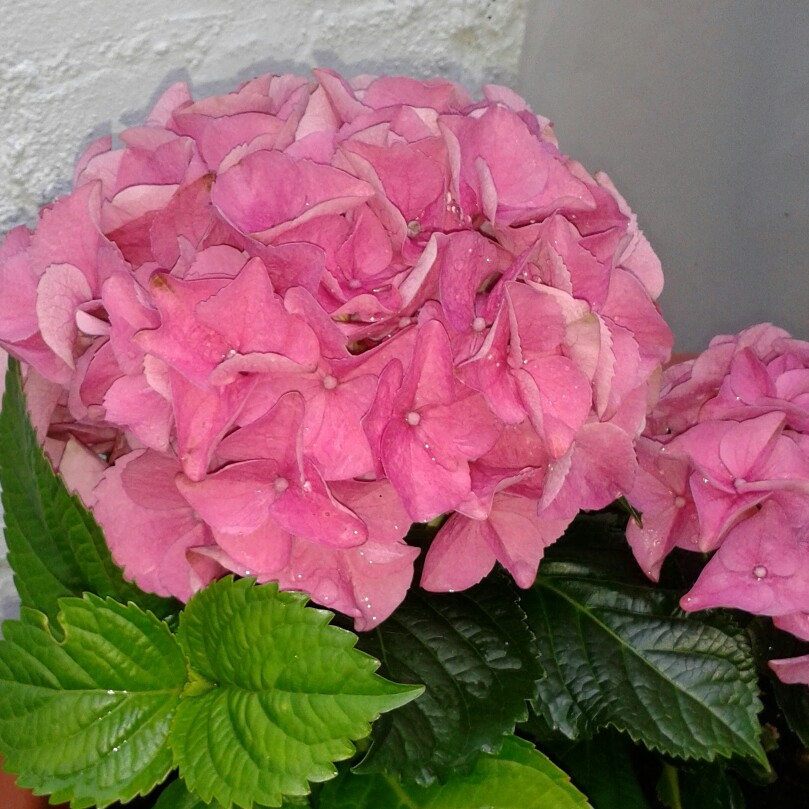 Plant image Hydrangea macrophylla 'Curly Wurly Pink'