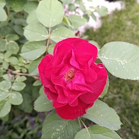 Plant image Rosa 'Blaze'