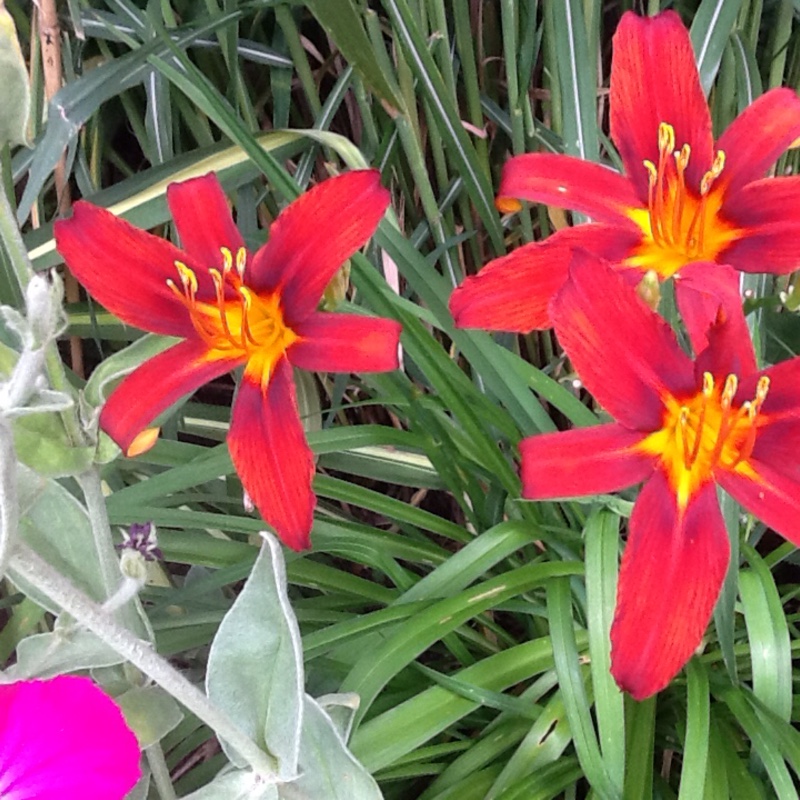 Plant image Hemerocallis 'Autumn Red'