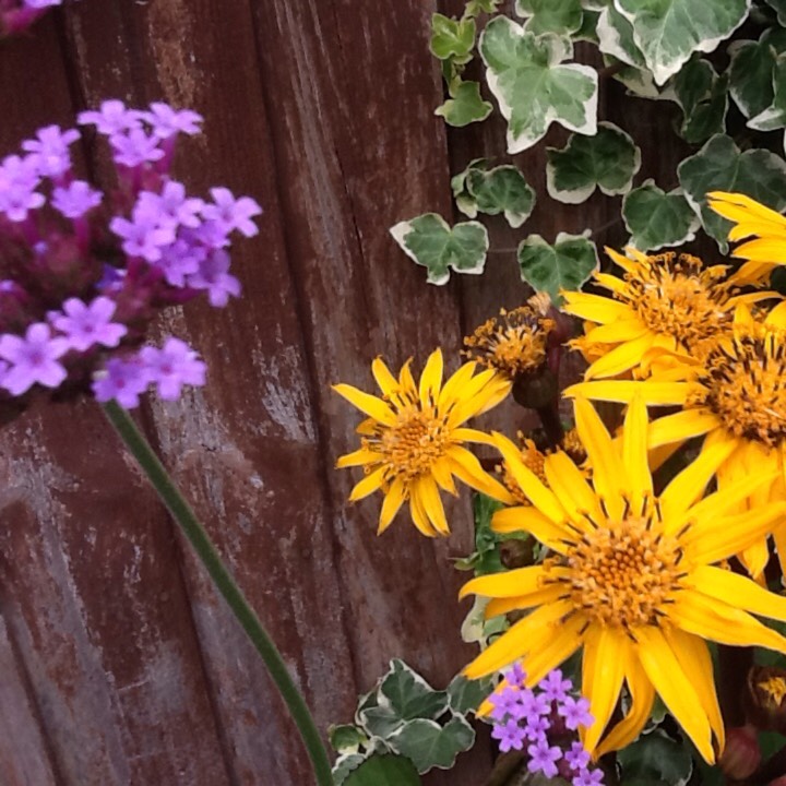 Plant image Ligularia 'Othello'