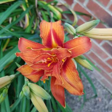 Daylily (Species) Common Orange Daylily