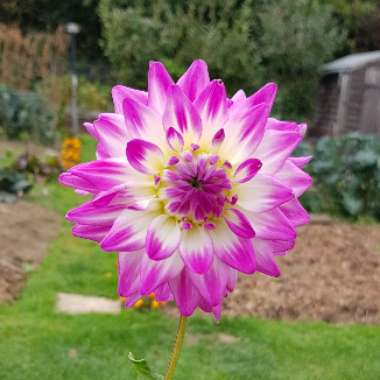 Bedding Dahlia