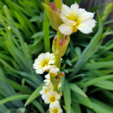 Yellow Eyed Grass