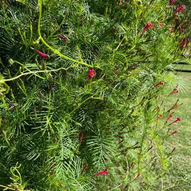 Cypress Vine