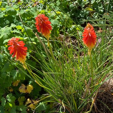 Red Hot Poker