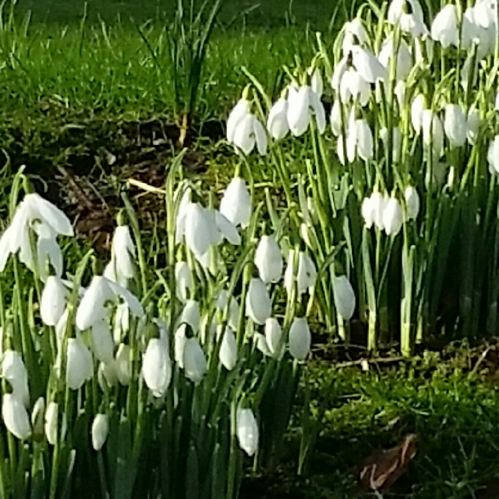 Snowdrop 'Magnet'