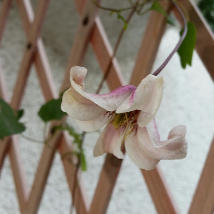 Clematis 'Princess Kate'