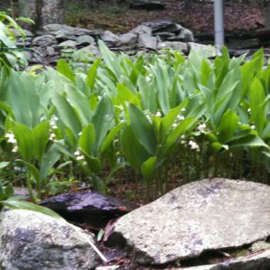 Lily of the Valley