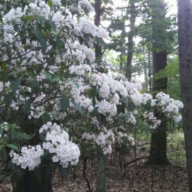 Mountain Laurel 'Pinwheel'