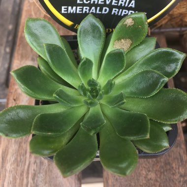 Echeveria Ron Evans