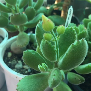 Cotyledon tomentosa