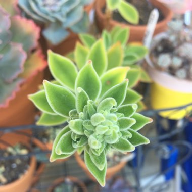 Echeveria Pulvicox