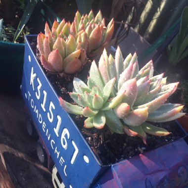 Echeveria Agavoides Lem