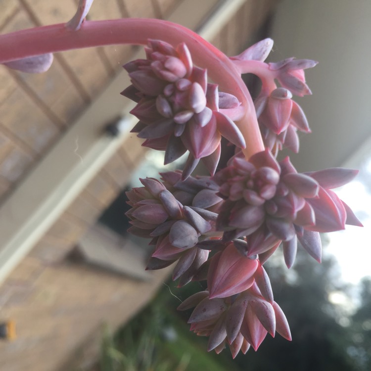 Plant image Echeveria Blue Lagoon