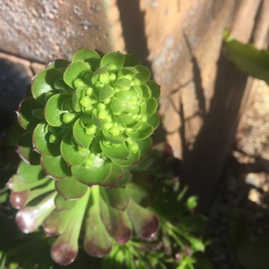 Aeonium haworthii