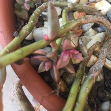 x Graptosedum Bronze