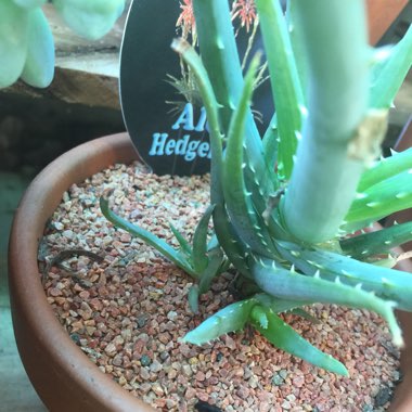 Aloe humilis