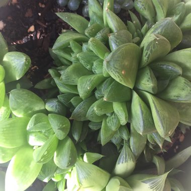 Haworthia Cymbiformis