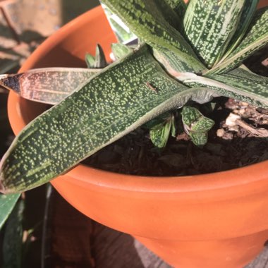 Gasteria 'Little Warty'